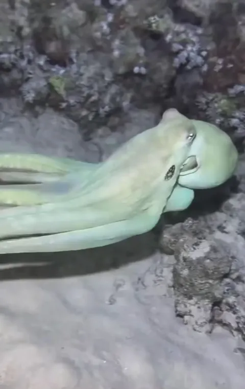 Octopuses are truly a Master of Disguise