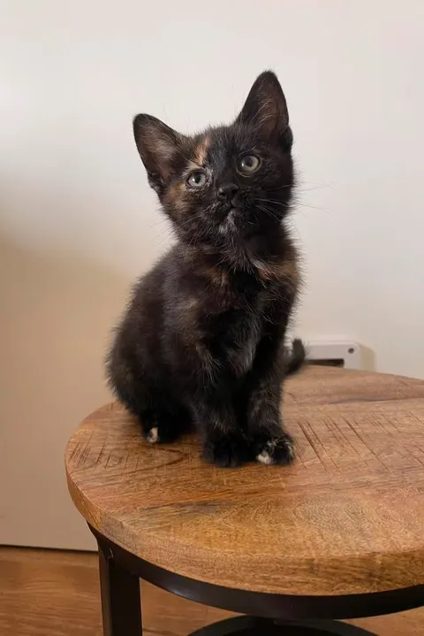 Will be picking up this cutie this Sunday. My friend says that they can tell she is female by the fur. Is that true?