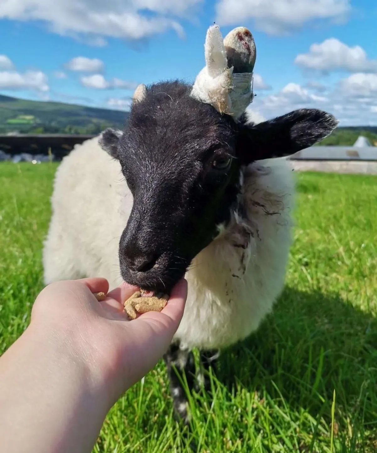 I’ve had Bramble for two years now. He was such a small lamb that I got him for free from a farmer, but he has grown into a very strong boy! I love him so much.