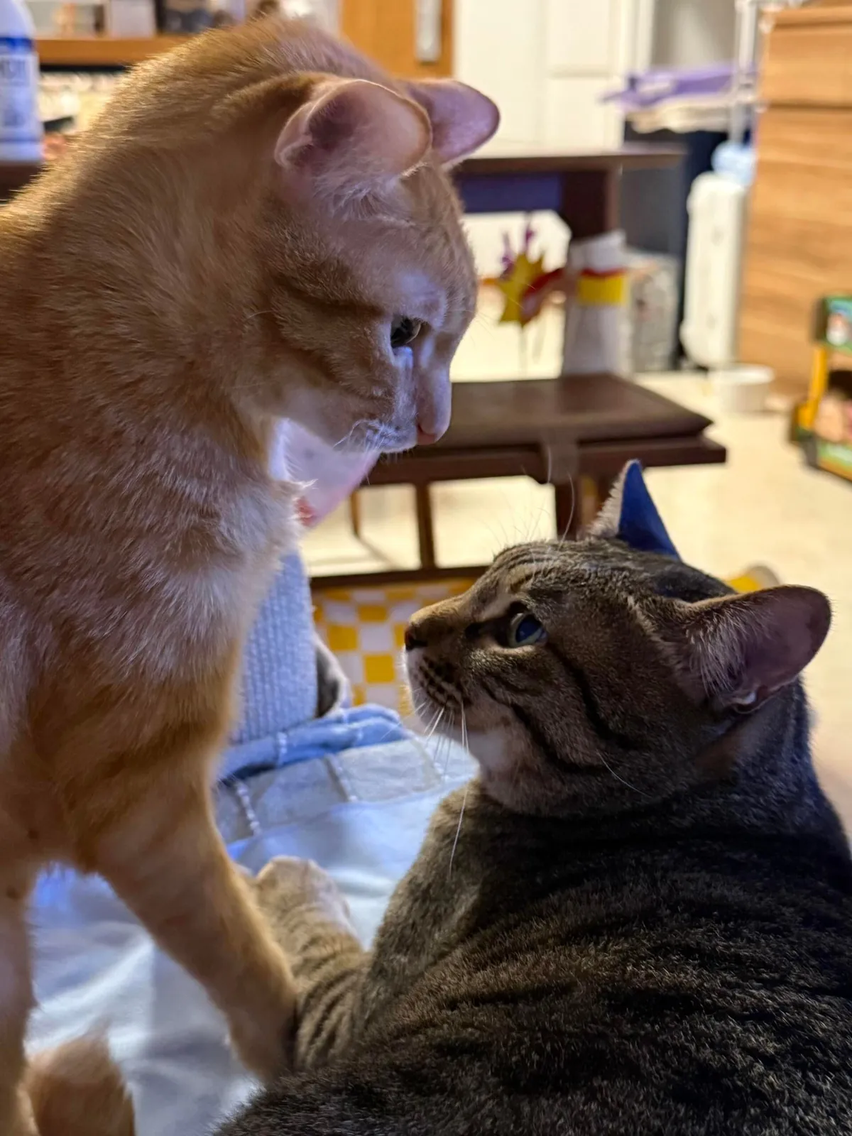 Orange: “I love you, bro.”
Tabby: “Then stop sitting on my face.” 😂