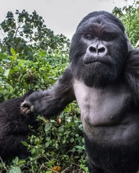 A gorilla punched him. He still got the shot