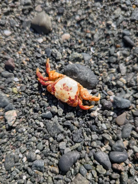 crab with a crab tattoo