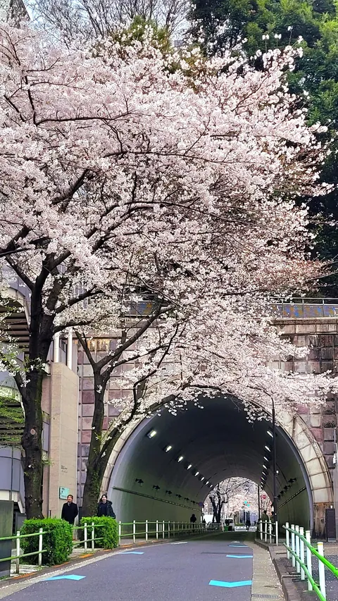 Tokyo under cherry blossoms, Mar/Apr 2025