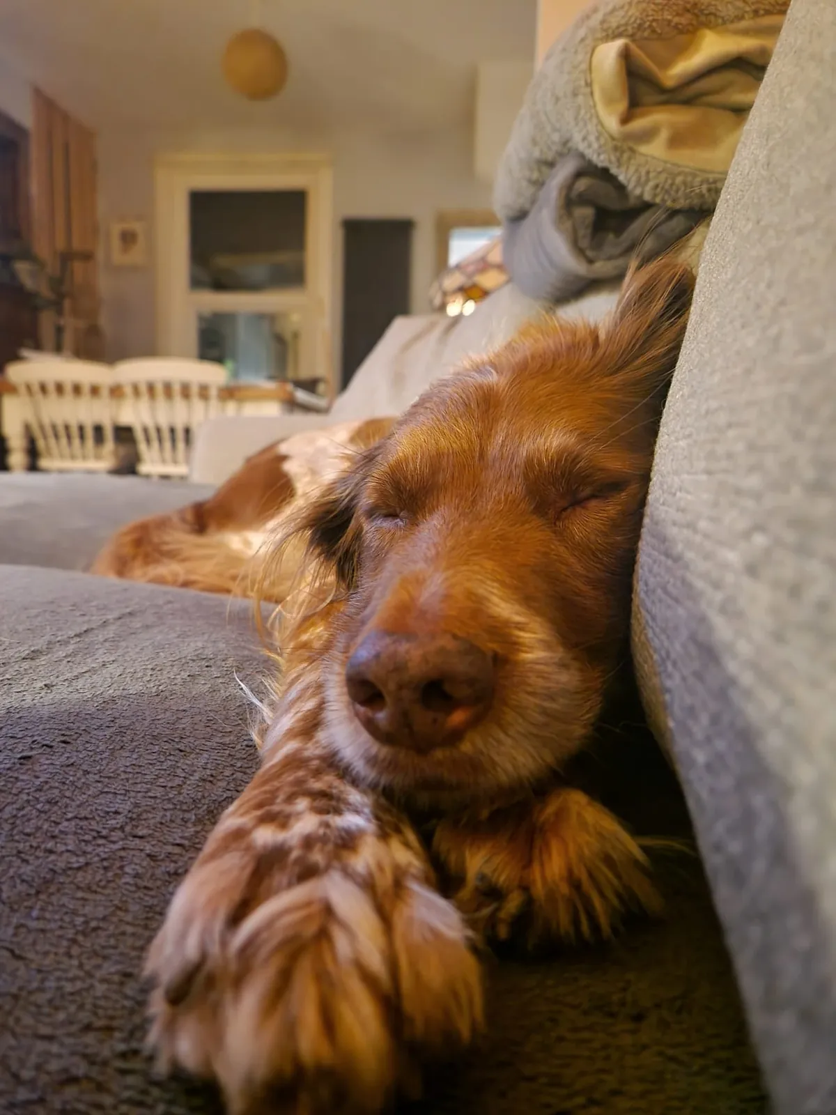 Benji is the gooddest pupperino