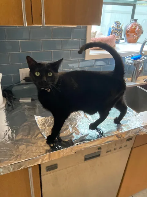 My girlfriend saw on Instagram that if you put down tinfoil on a kitchen counter top your cat will be to afraid of the foil and not jump up. 😑