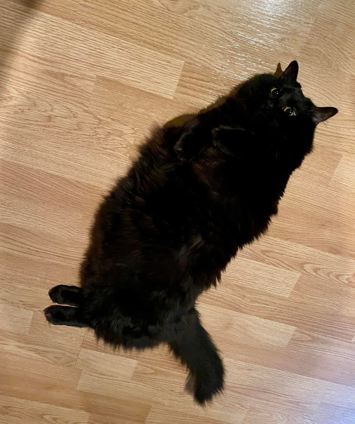 Just got my black floof trimmed and it turns out she’s a fraud.