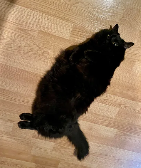 Just got my black floof trimmed and it turns out she’s a fraud.