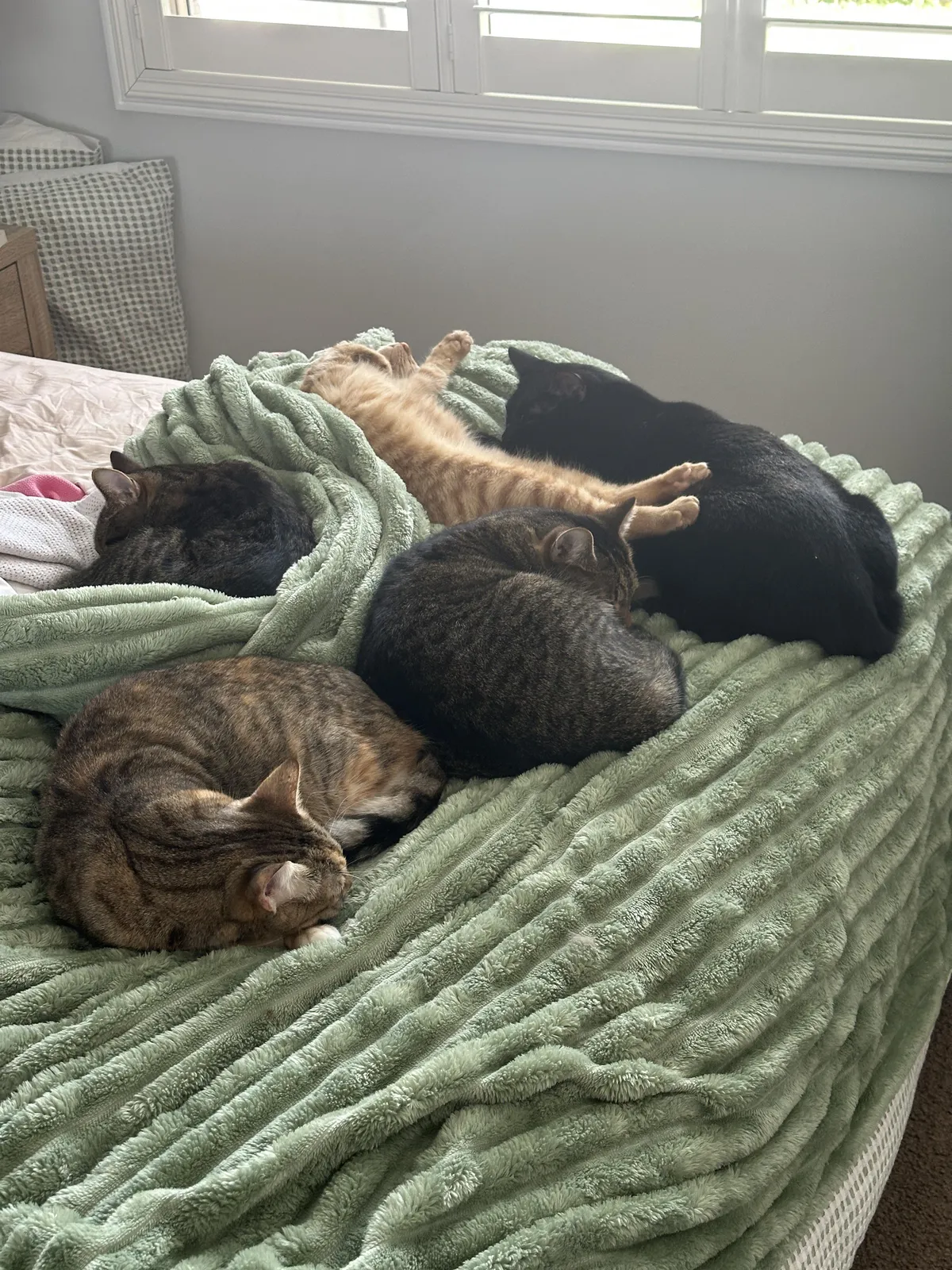 It’s FINALLY happened - all 5 of my crew have decided to nap on my bed together.