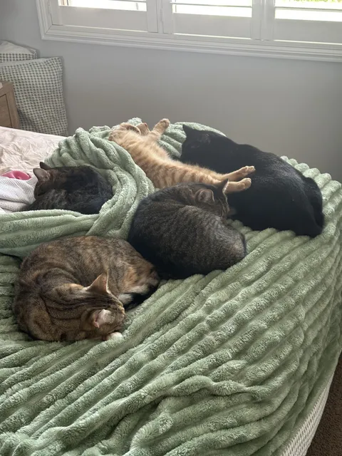 It’s FINALLY happened - all 5 of my crew have decided to nap on my bed together.