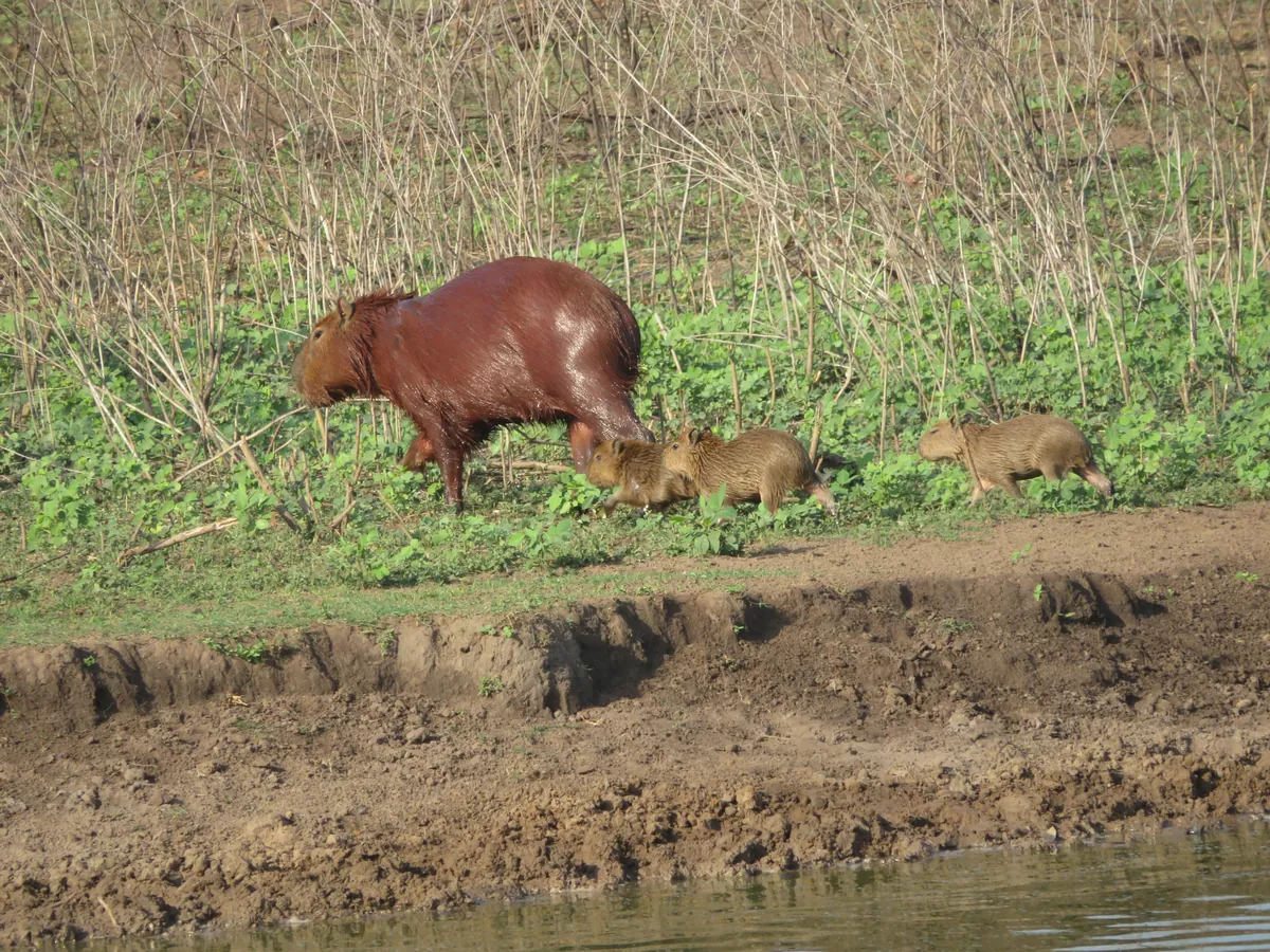 🔥 Baby capibaras are fantastic