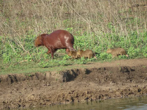 🔥 Baby capibaras are fantastic