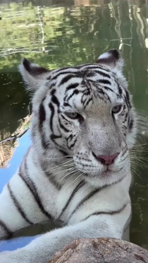 the beauty of white tigers