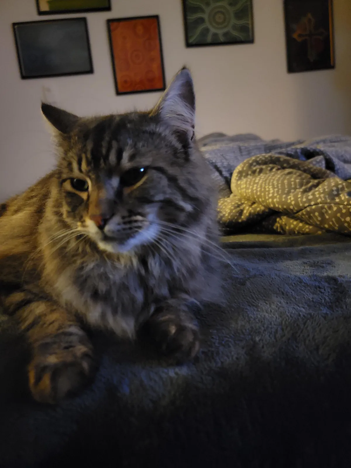 My boy majestic ✨️ as always 💙