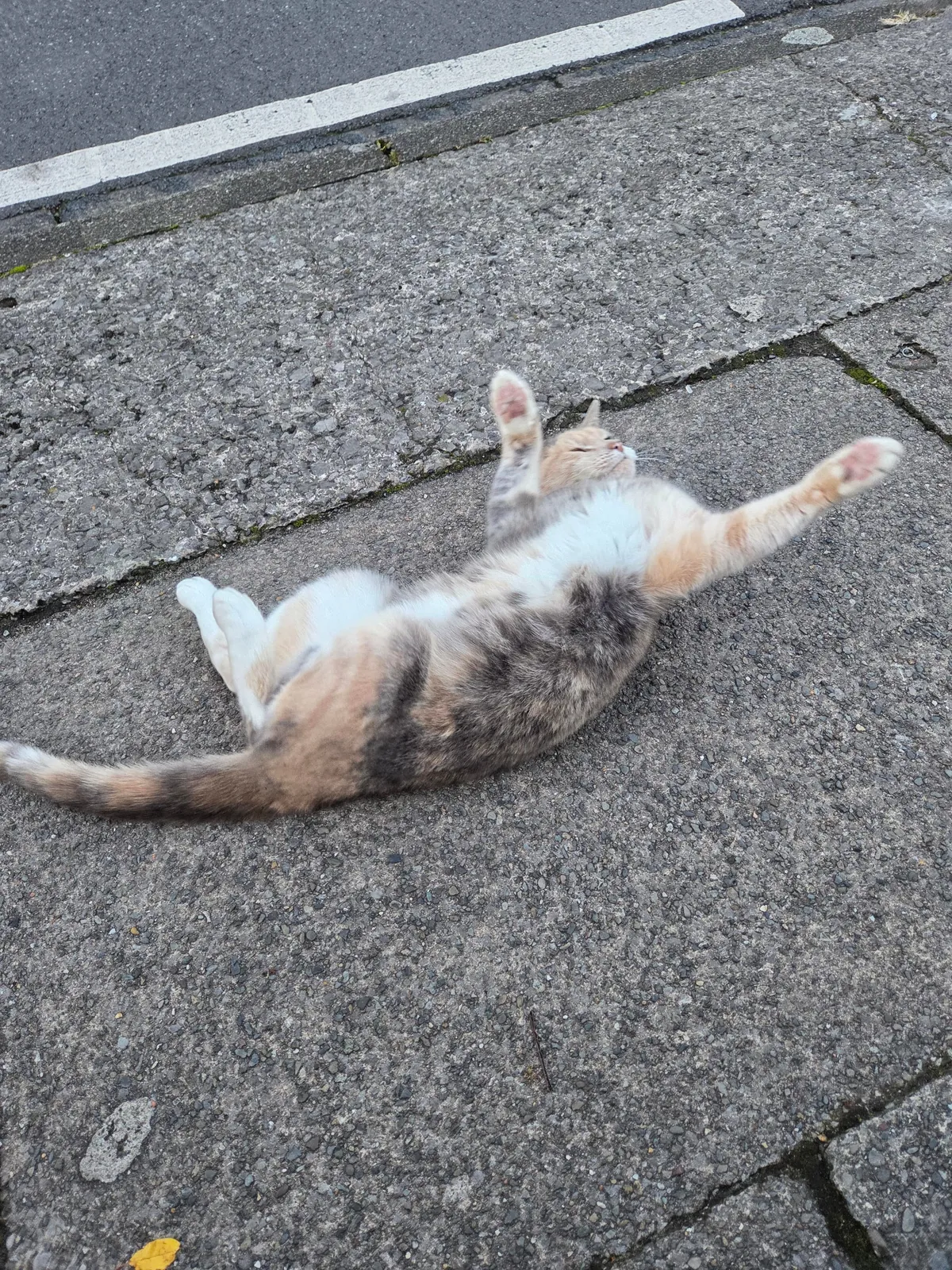 saw this beautiful lady on my way home from work 💖