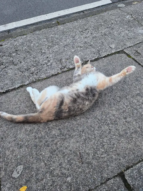 saw this beautiful lady on my way home from work 💖