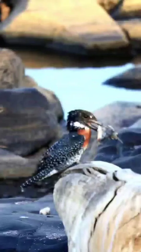🔥 Giant Kingfisher lucky to escape, but loses its tail feathers to a Nile Crocodile