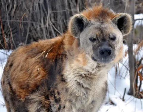 As they once lived in Europe during the ice age, both Spotted and Brown Hyenas possess a dormant gene for growing winter coats that can still activate if they find themselves in a cold climate.