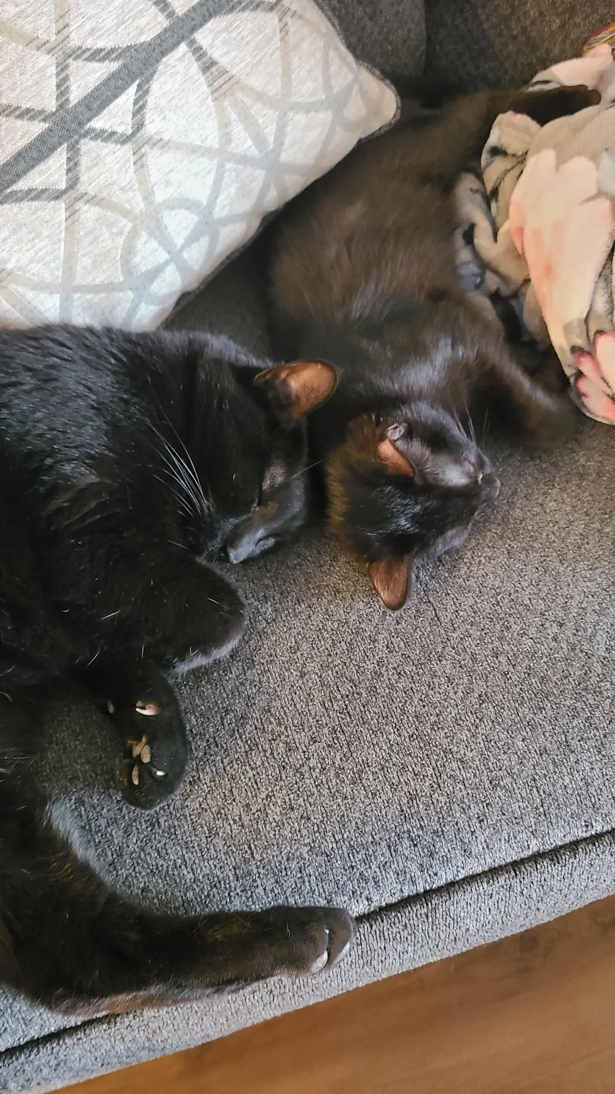 Smol, med, large voids