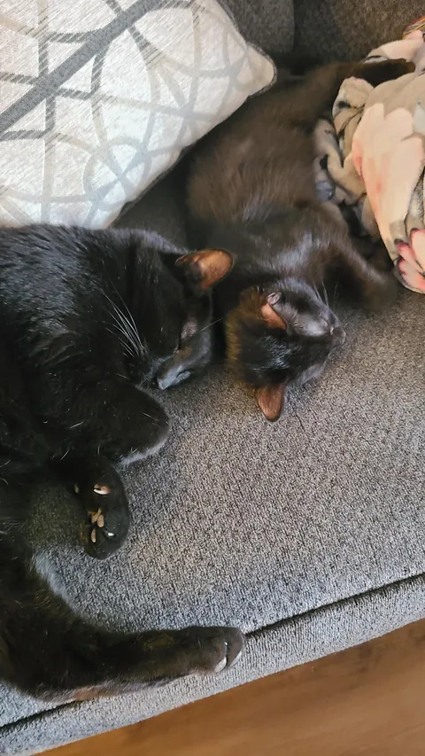 Smol, med, large voids