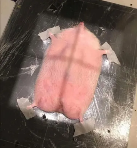 Some of my favorite images of animals getting CT scans