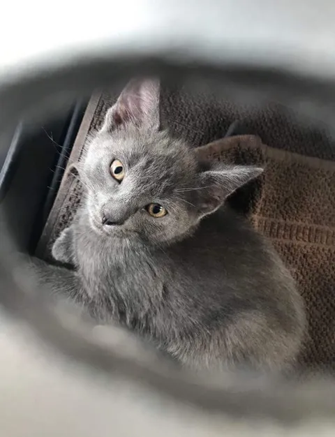 My girlfriend has been wanting a cat since she was a little girl. That’s why tomorrow on our anniversary I’m going to surprise her with this adorable rescued kitty.