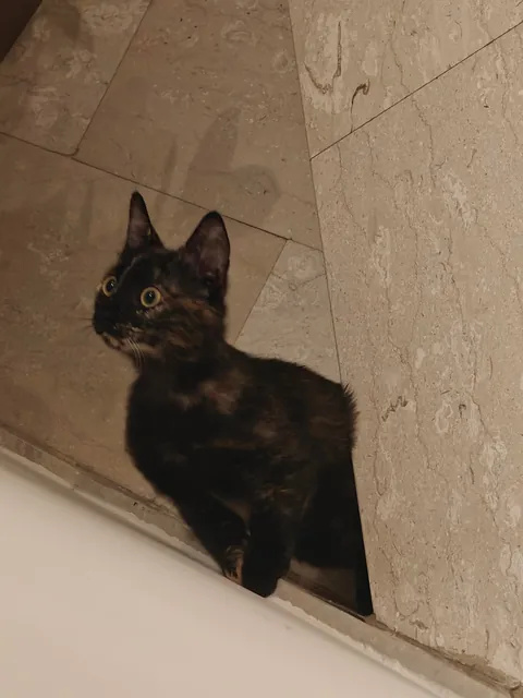 Luna's funny expressions (funniest one at the end) 😺