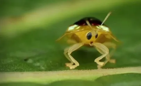 🔥ruby golden tortoise beetle has legendary armor equipped