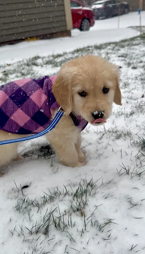 8-week-old Hazel’s first snow ❄️💕