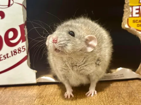 President Link would’ve been 3 today 💔