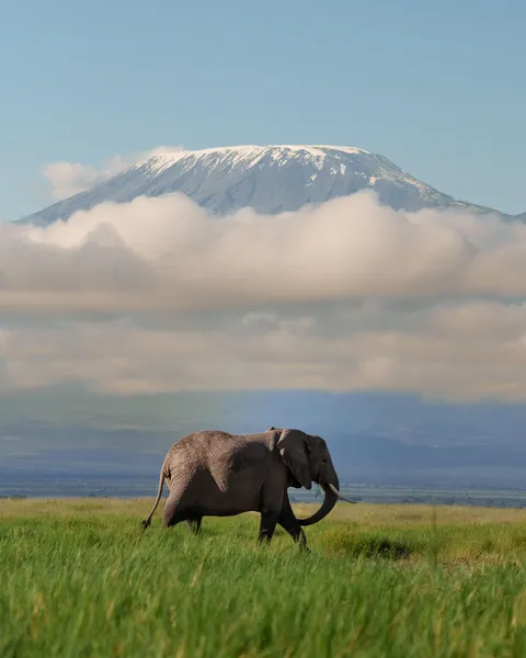 ITAP of a Tusker Elephant and Mount Kilimanjaro