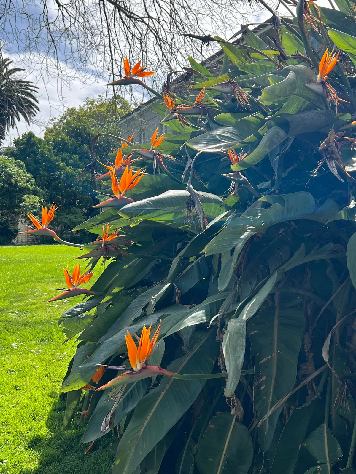 Came across the most beautiful bird of paradise