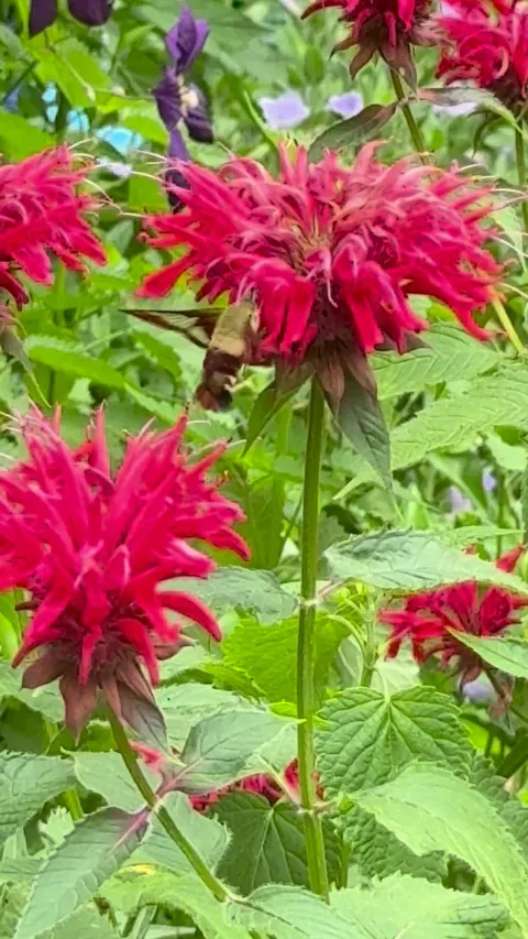 Backyard visitor…hummingbird moth?