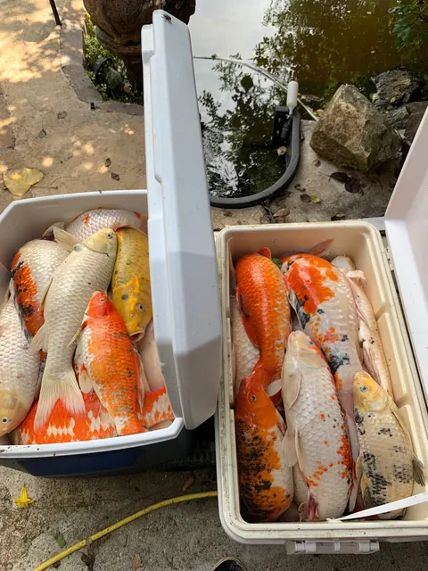 My uncle just found out this evening that all of his kois that he took care for 6 years all died due to a power outage that happened last night when everyone was sleeping.