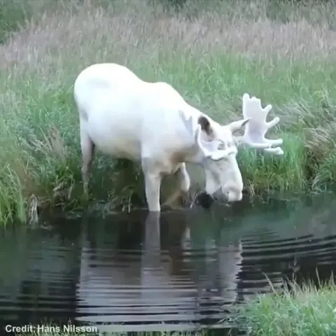 An albino moose