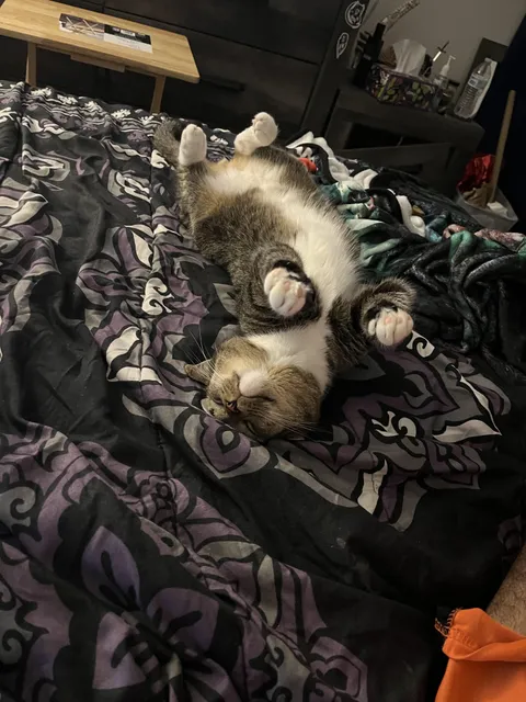 My son slept like this all night