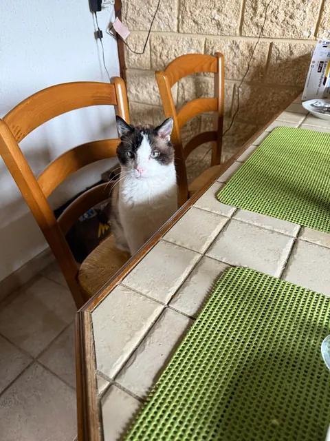 My cat sit next to me every time during dinner. No food begging , just staring, mine is 12 year old.