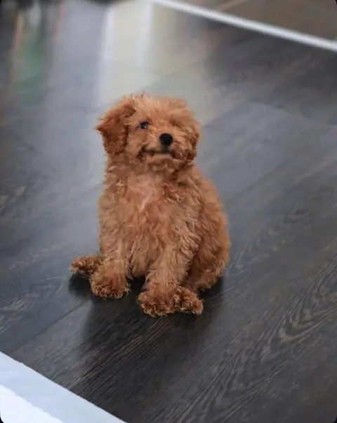 My smol loaf 1y ago &amp; now 🐻