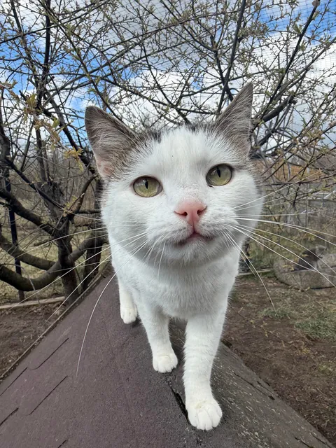 I spent Easter Monday at the cat hospice and have no regrets