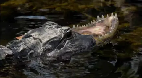 “Jawless alligator” spotted in the Everglades