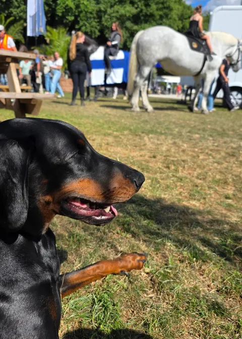 Sasha, my European Doberman with a tail and floppy ears