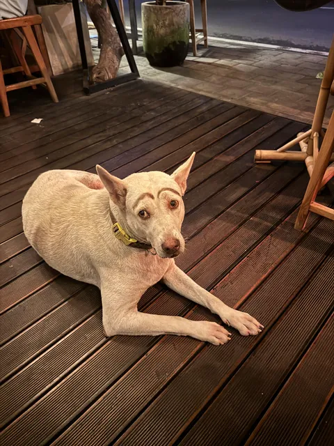 When you ask for a trim and they give you a whole new personality