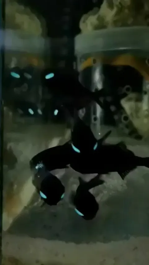 🔥These are Lanterneye Fish - they have bioluminescent organs beneath their eyes which they can blink on and off.