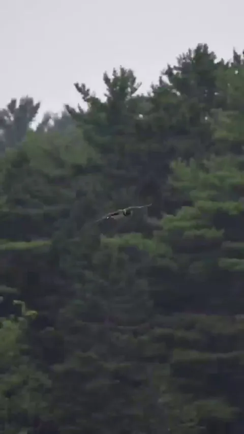 🔥 Loon announces its arrival at the lake and executes a perfect landing