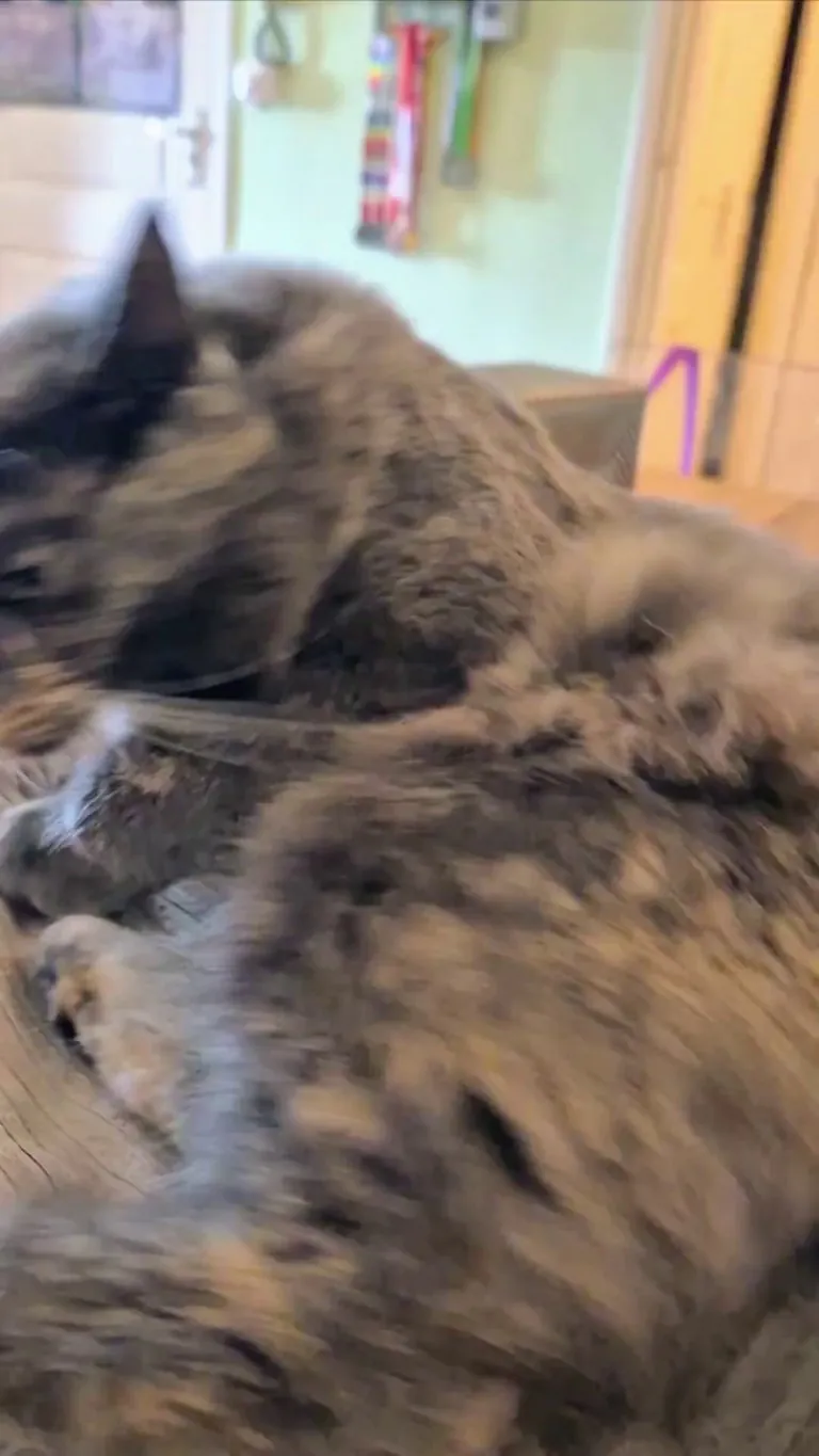 The way my precious Mirin will roll over for belly pets 🥹 (sound on for cute little purrs)