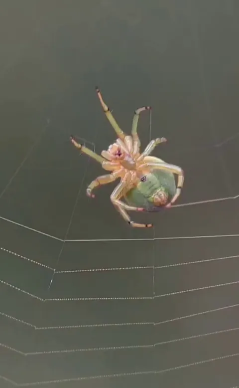 🔥 A spider making its web.