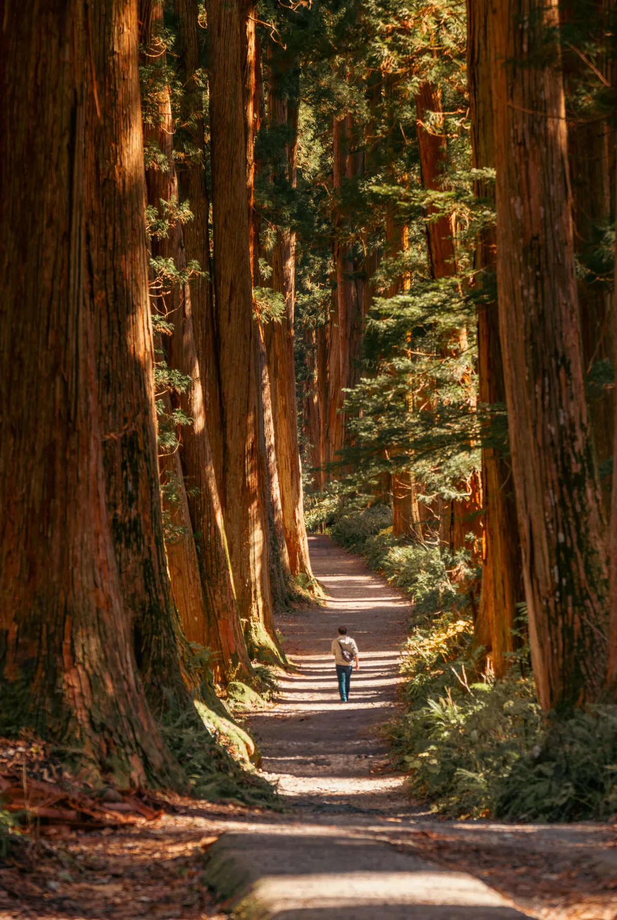 ITAP of a cedar tree forest in Japan