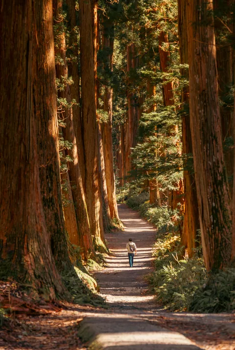 ITAP of a cedar tree forest in Japan