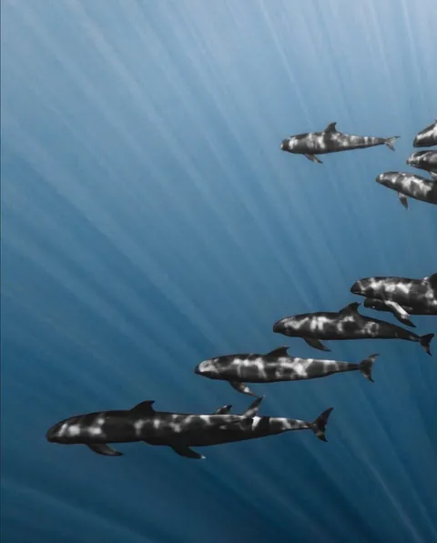 Photographer Rachel Moore captures stunning Photos of whales and sharks