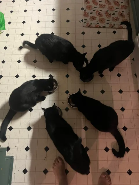 1 year ago I took in a mama and her voidlings to “foster”