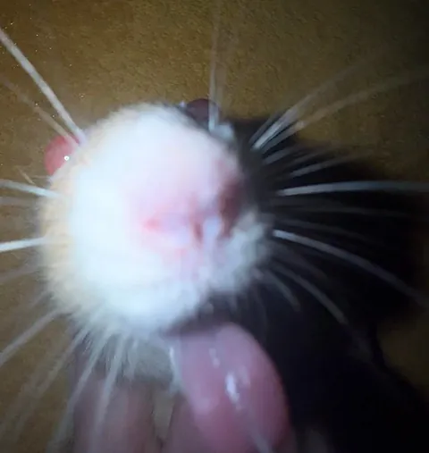 Stealing my yogurt and has the nerve to lick himself clean while on hand jailtime